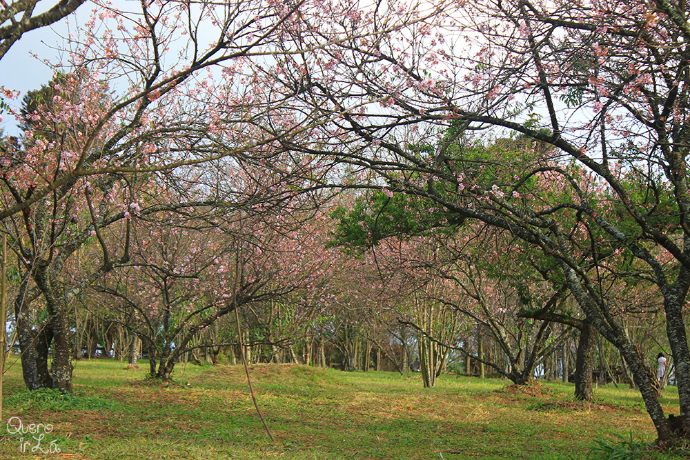 bosquedascerejeiras
