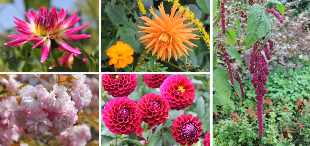 flores