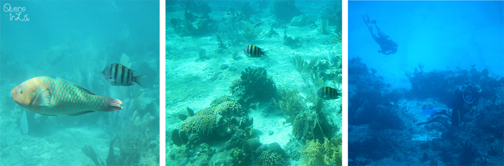 peixescozumel2