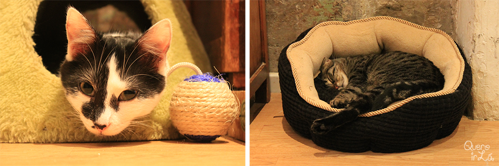 Le café des chats, restaurante de gatos em Paris.