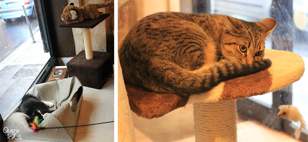 Le café des chats, restaurante de gatos em Paris.