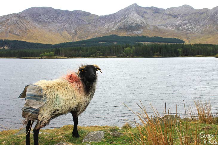 Ovelha no Connemara National Park, Irlanda