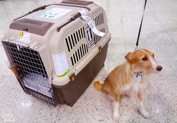 viajar com animais